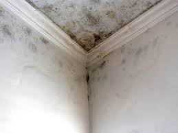 Why You Should Choose Our Mold Remediation Services in Crown Heights, NY